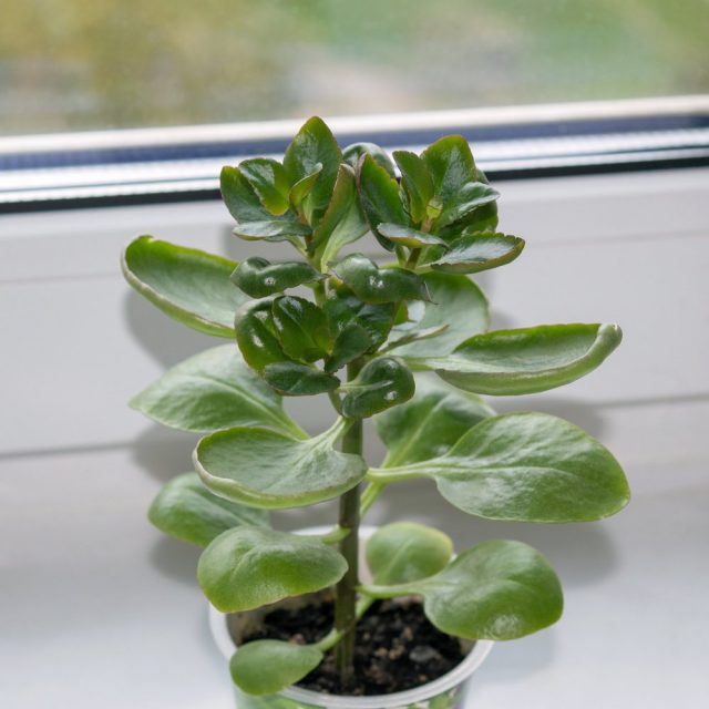 Vegetative reproduction is the fastest and most reliable way for Kalanchoe "Kalandiva