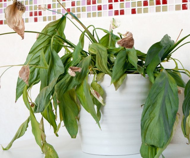 Spathiphyllum dies without light