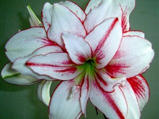 Hippeastrum without stamens and pistil