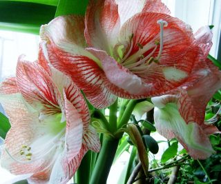 Hippeastrum pistil ready for pollination