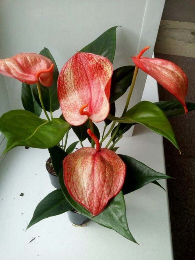 Any soft, diffused light will suit Scherzer's Anthurium