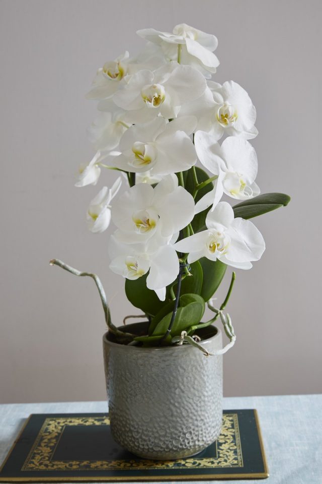 Phalaenopsis (Phalaenopsis)
