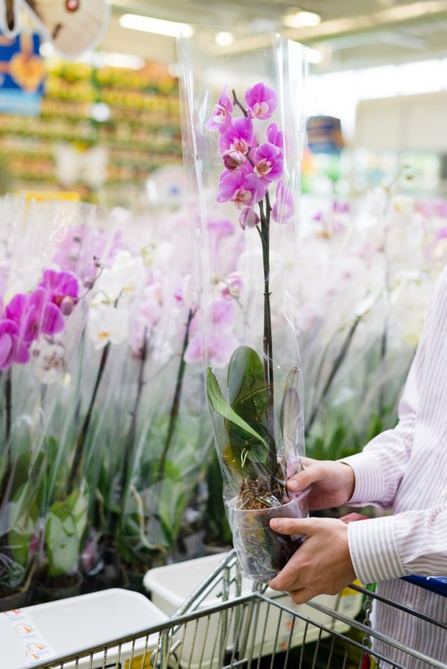 The most important thing when buying an orchid for home is knowledge