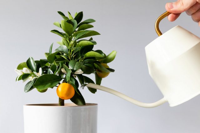 During the period of active growth, calamondin loves abundant watering.