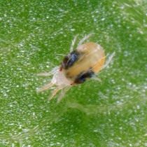 Ordinary spider mites (Tetranychus urticae)