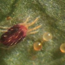 Red spider mite (Tetranychus cinnabarinus)