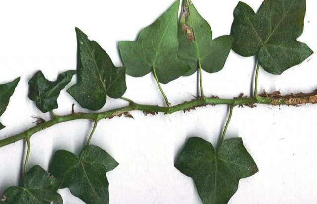 Ivy diseases and pests