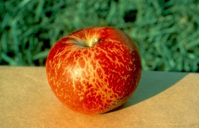 Brown apple due to powdery mildew