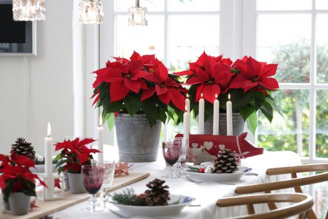 Poinsettia on the festive table