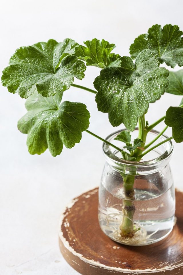 Pelargonium cuttings of non-double varieties can take root in water