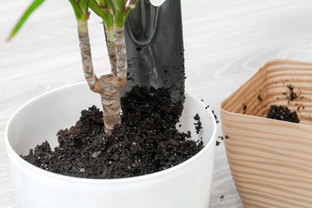 Dracaena marginata loves versatile loose soil