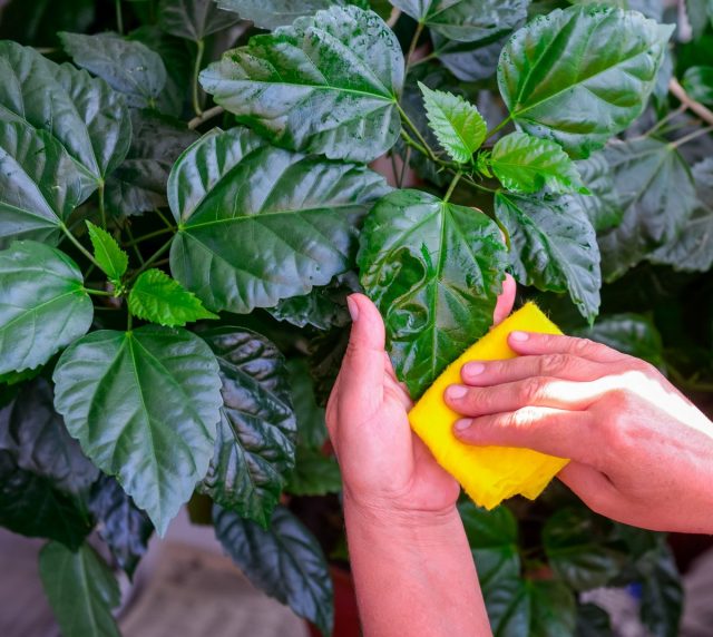 In winter, you need to monitor the purity of hibiscus leaves.