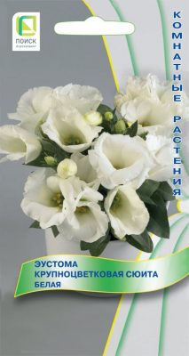 Large-flowered eustoma "White Suite