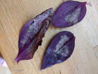 On Tradescantia, the appearance of pests, even at the initial stage, usually manifests itself in rather vivid symptoms.