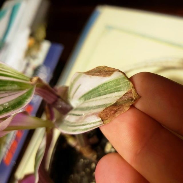 The fact that you need to start to additionally moisturize them, tradescantia signal themselves - with drying tips of leaves
