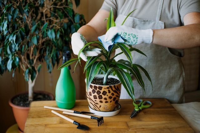 Dracaena fragrant is modest in its care requirements