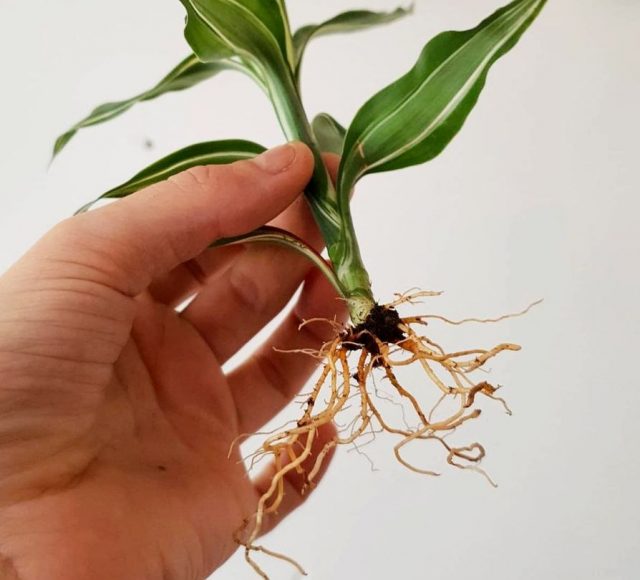 You can root cuttings of fragrant dracaena both in soil and in water