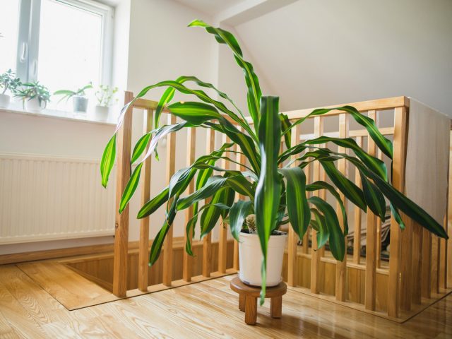 A significant distance from windows is not suitable for fragrant dracaena
