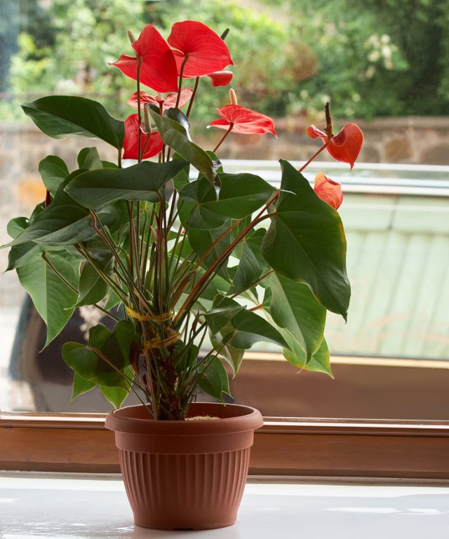 Anthuriums of all types grow better in soft, diffused lighting.