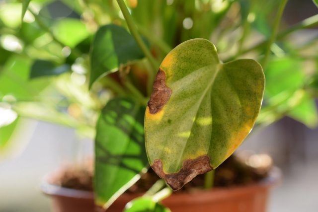 In anthurium, you need to remove only those leaves and inflorescences that wither, dry themselves