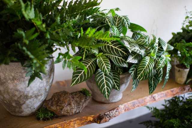 5 indoor plants with the strictest leaf patterns