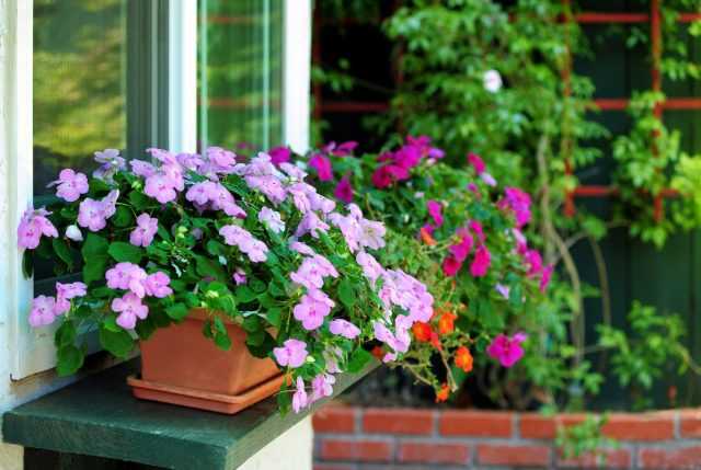 5 mistakes in caring for indoor balsam-care