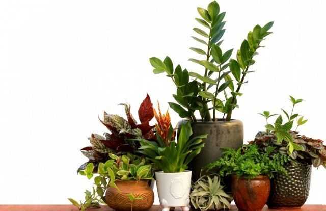 5 of the strictest indoor plants