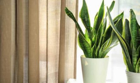 8 Houseplants That Are Not Afraid of Drafts - Care