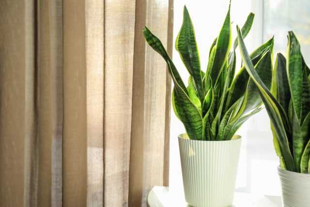 8 Houseplants That Are Not Afraid of Drafts - Care