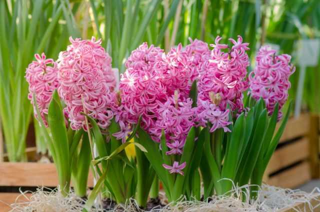 9 most beautiful varieties of hyacinths I've grown - care