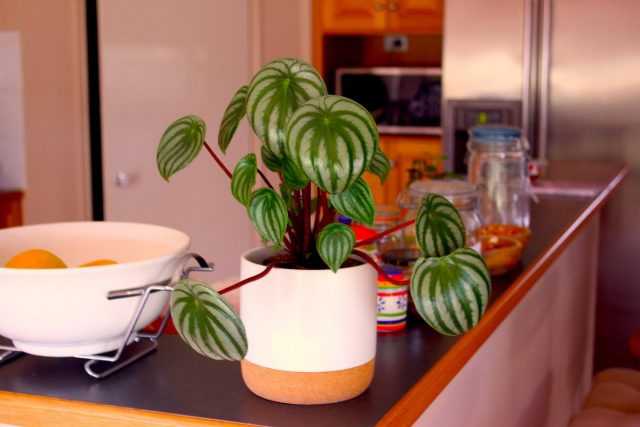 9 rules of peperomia care that guarantee its health care