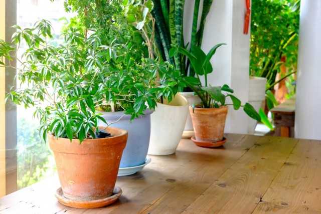 Adaptation of indoor plants after purchase