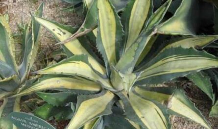 Agave for beauty, benefit and fun - care