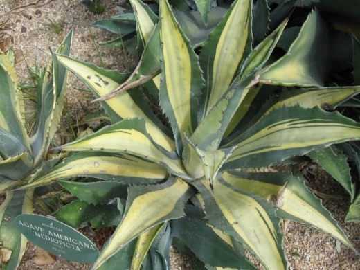 Agave for beauty, benefit and fun – care