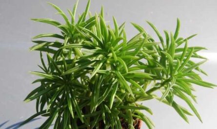 All about peperomia - growing and care