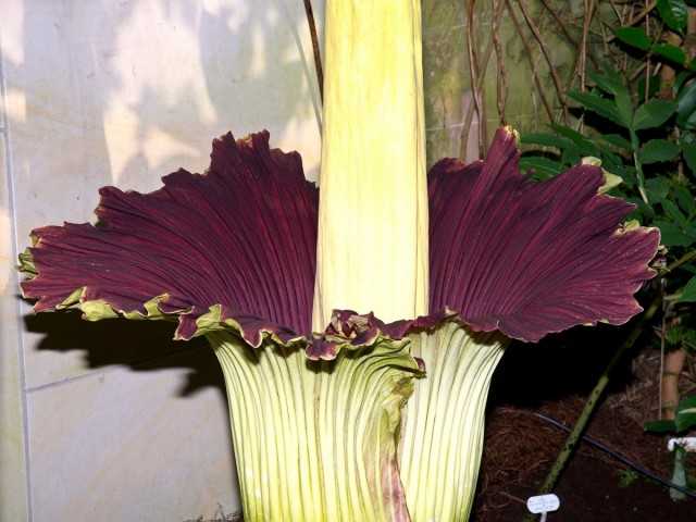 Amorphophallus, or Voodoo lily - care