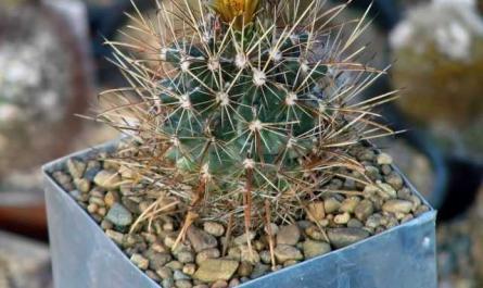Ancystrocactus - very prickly, flowering and rare-Care
