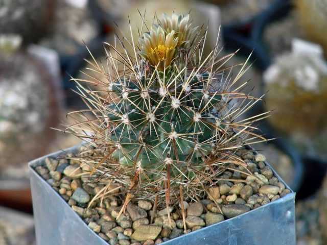 Ancystrocactus - very prickly, flowering and rare-Care
