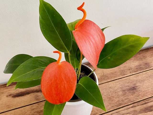 Anthurium Scherzer - the most unpretentious and compact type of care