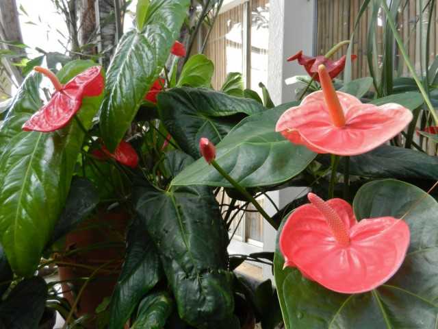 Anthurium - a miracle with a tail! - leaving