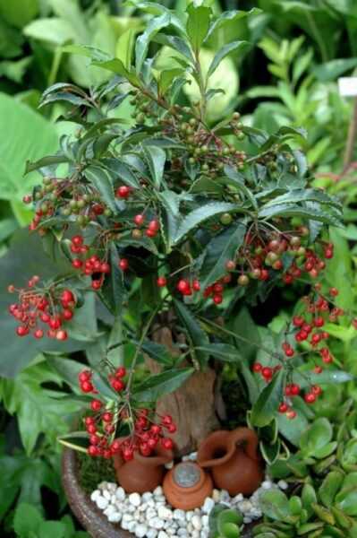 Ardisia - bush with berries - care