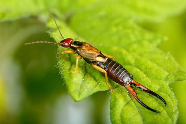 Are earwigs dangerous or not? care