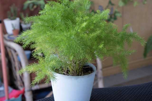 Asparagus pinnate - fast-growing "cobweb", or "chill" care
