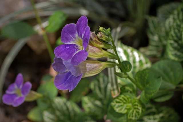 Azistasia - indoor shrub with magical flowering
