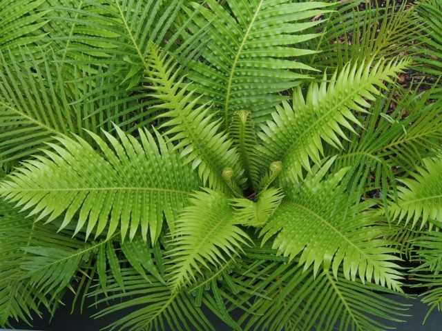 Blehnum is not a fern for everyone