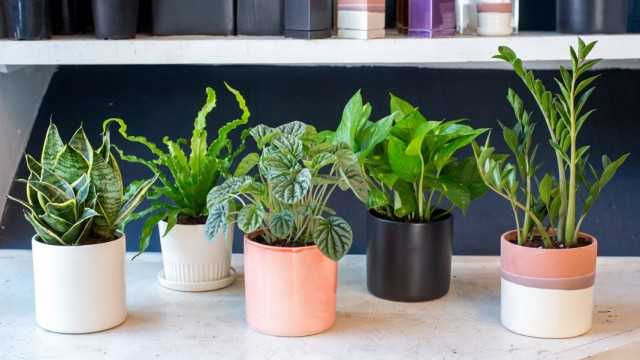 Buying indoor plants: from obvious things to unexpected questions