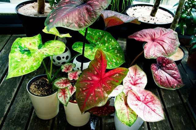 Caladiums - incredibly bright and moderately capricious - Beautiful indoor plants