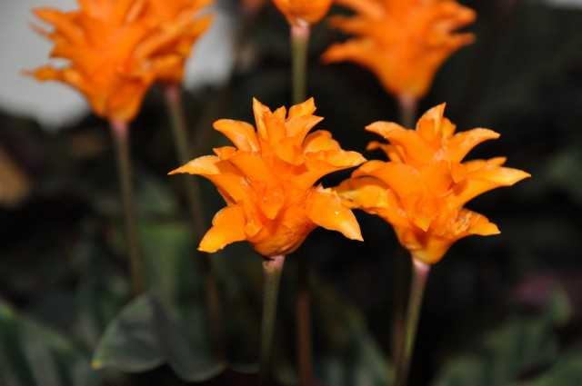 Calathea - prayer flower - cultivation and care