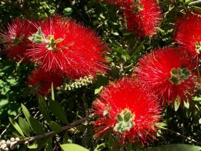 Callistemon - growing and care