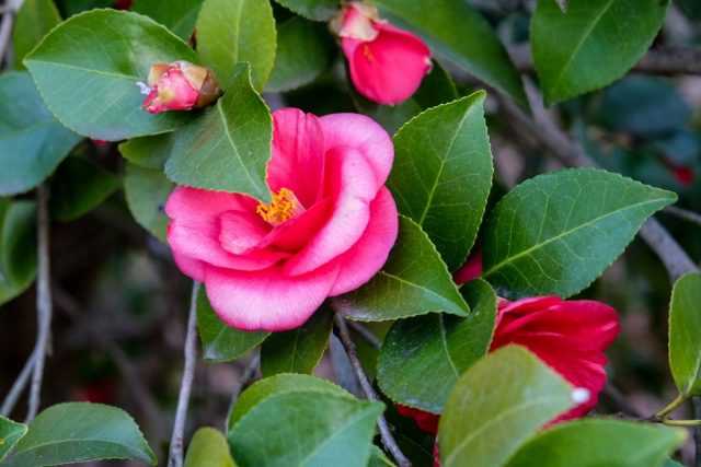 Camellia - flower aristocrat - care